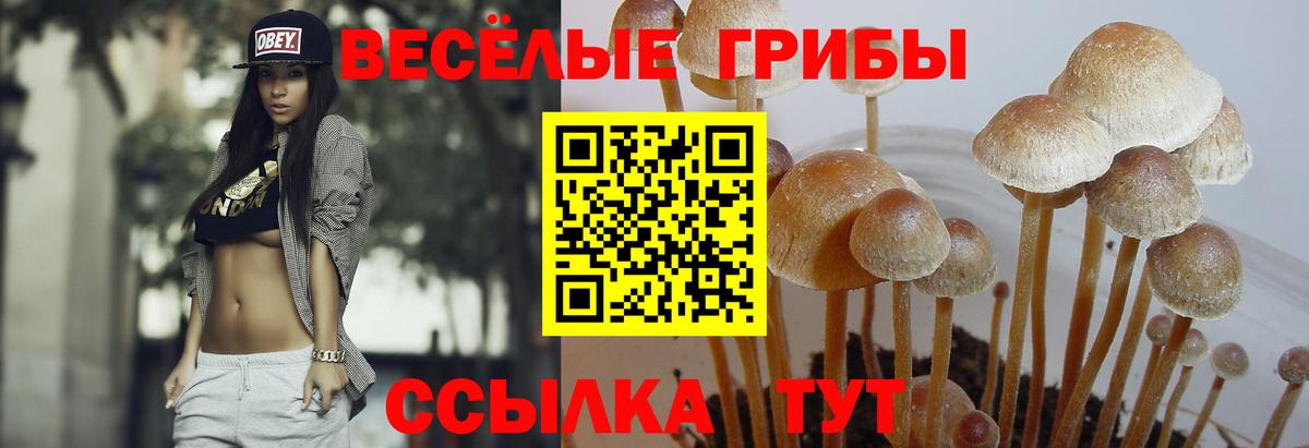 как найти наркотики  Псилоцибиновые грибы MAGIC MUSHROOMS  Псилоцибиновые грибы Cubensis  Вход с VPN  Вольск 
